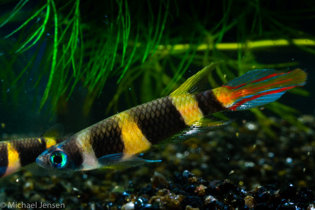 Epiplatys annulatus - Clown killifish
Killifish - mythbusting… and reasons why you should keep these