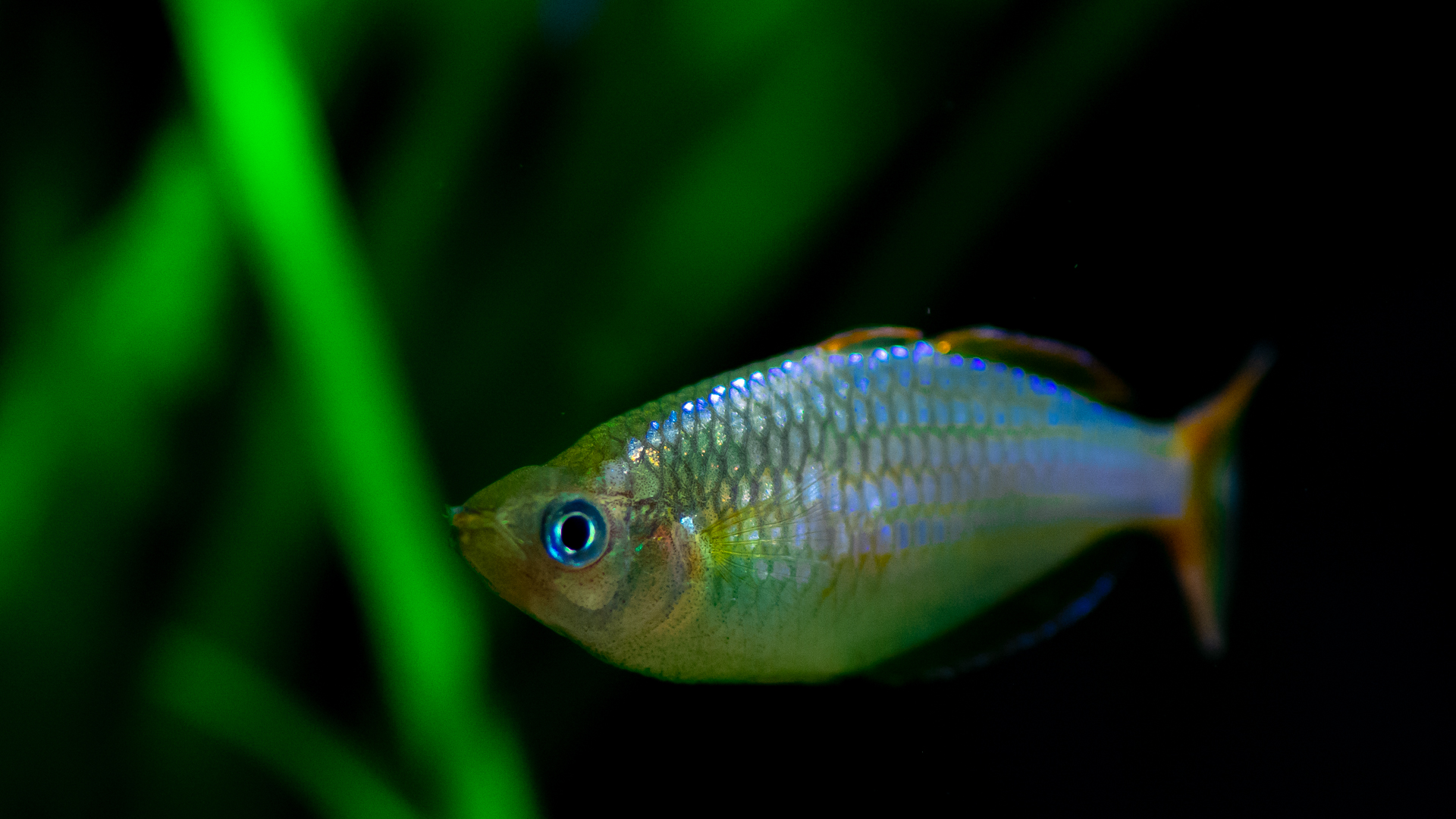 Melanotaenia praecox - The dwarf neon rainbowfish