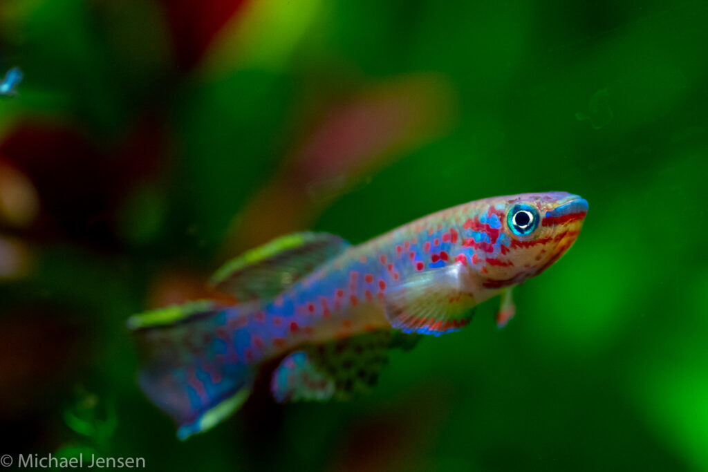 Fundulopanchax gardneri - male
5 die hard myths on killifish