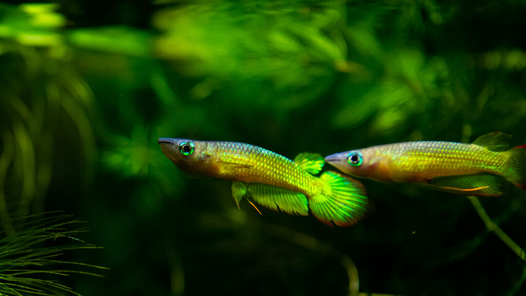 Golden Wonder Killifish - Aplochelius Lineatus
Killifish - mythbusting… and reasons why you should keep these