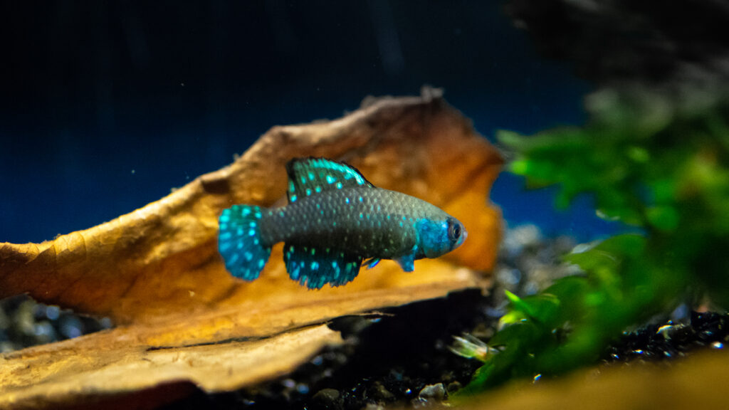 Austrolebias nigripinnis - male
Killifish - mythbusting… and reasons why you should keep these