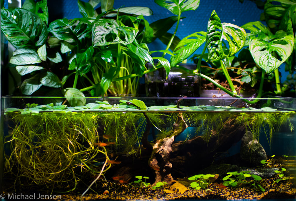 Scaping a shallow tank
A small jungle with a waterfall