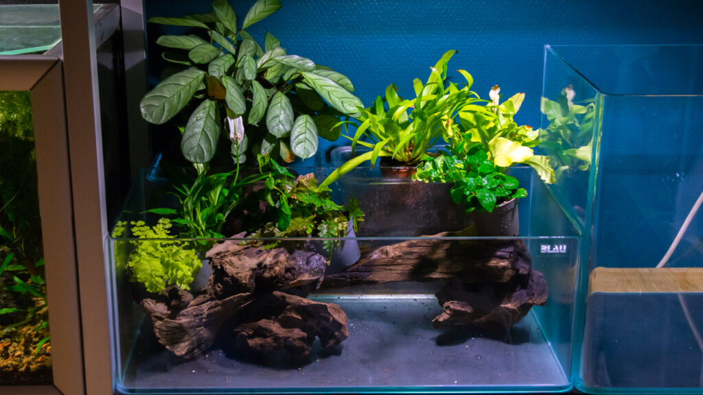 This shallow tank is ready to become  small jungle with a waterfall
