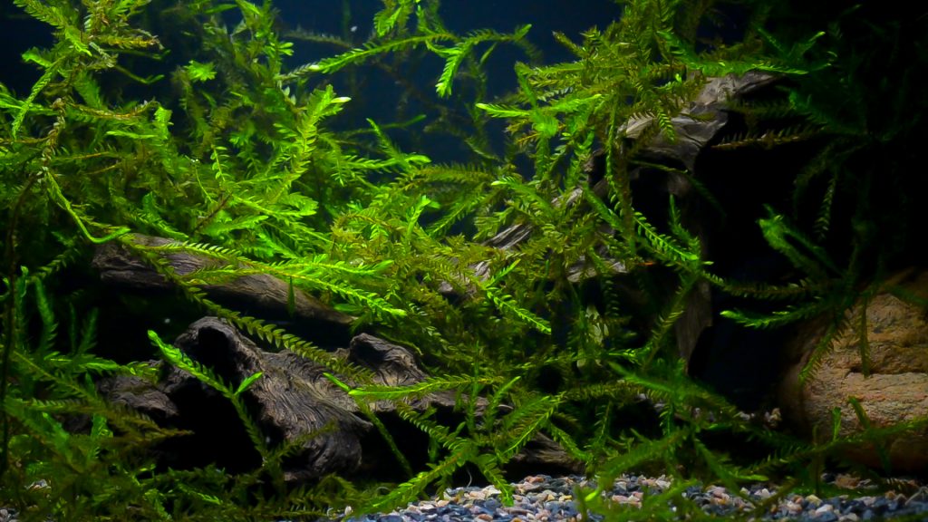 Mesh Aquarium Plant Moss, Aquarium Fish Tank Plants