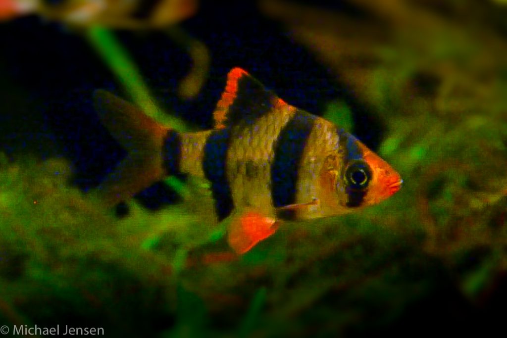 Aquarium Live Fish, Multicolor Tiger Barb Fish