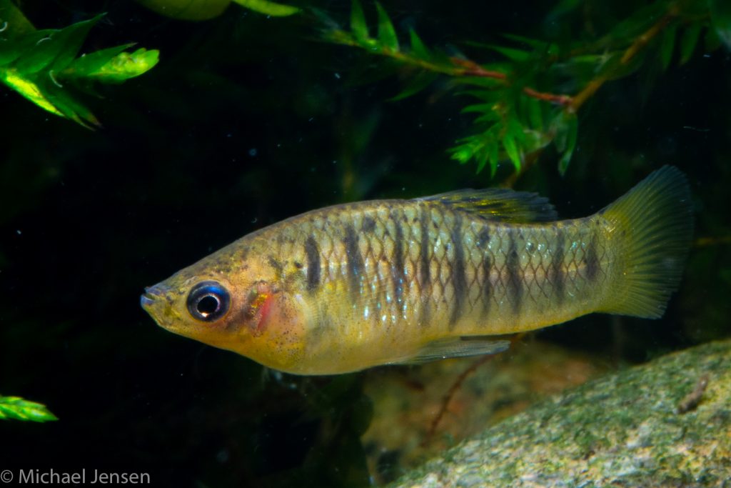 Tiger Limia - “Limia species” - Michael Jensen's Aquarium