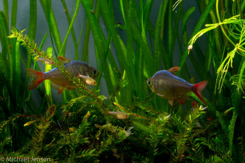 Columbian Tetra - natural breeding setup - Michael Jensen's Aquarium