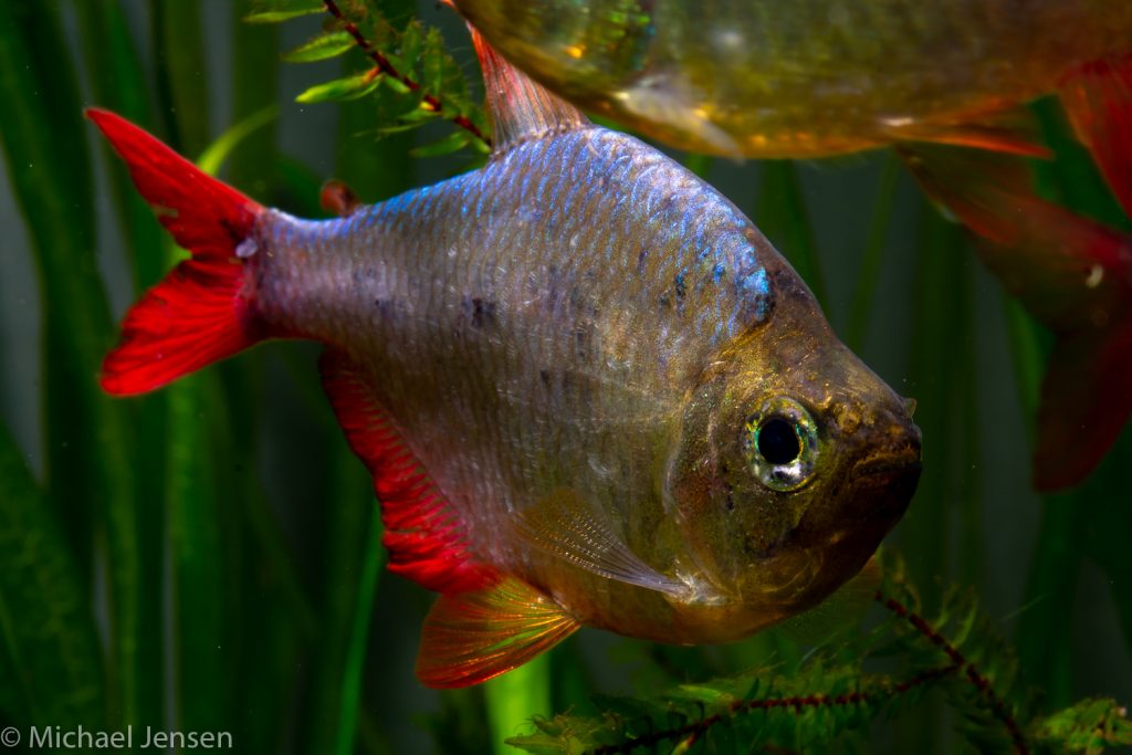 colombian tetra