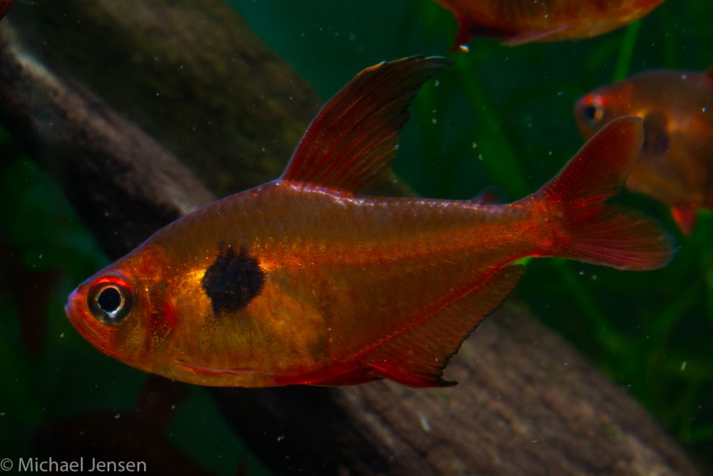 red phantom tetra