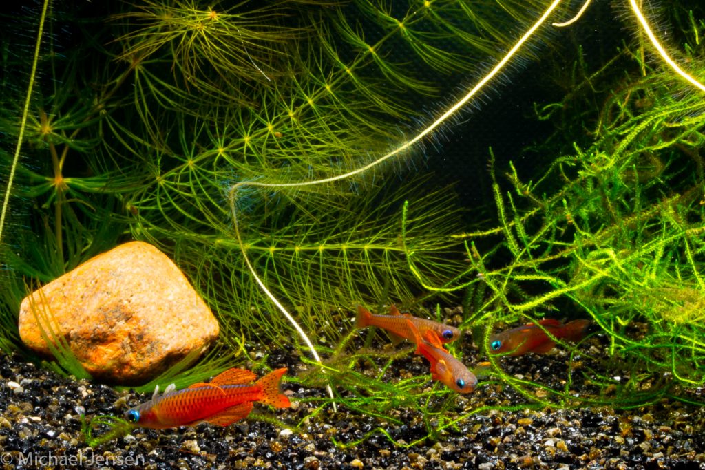 Several fish with plants in an aquarium