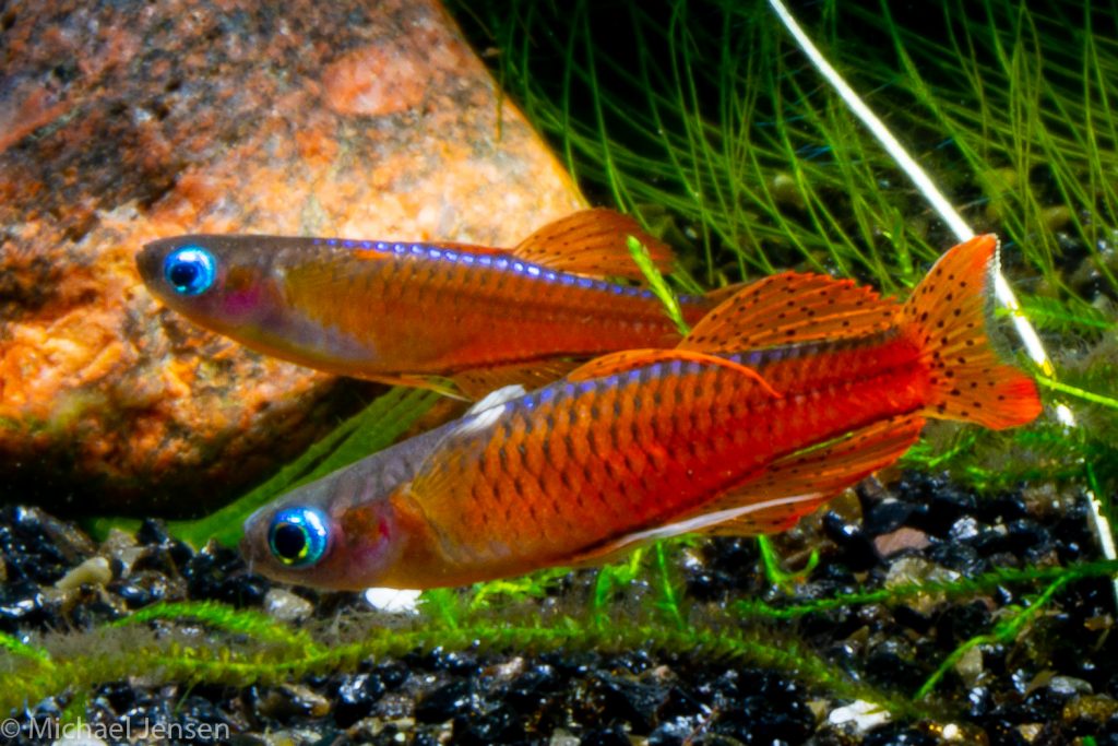 A pair of The Red Neon Blue Eye, Pseudomugil luminatus