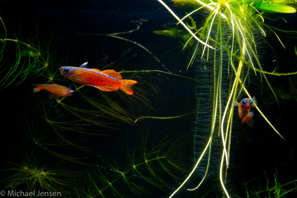 The Red Neon Blue Eye, Pseudomugil luminatus with plants in an aquarium