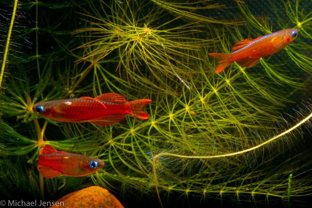 Several Red Neon Blue Eye, Pseudomugil luminatus