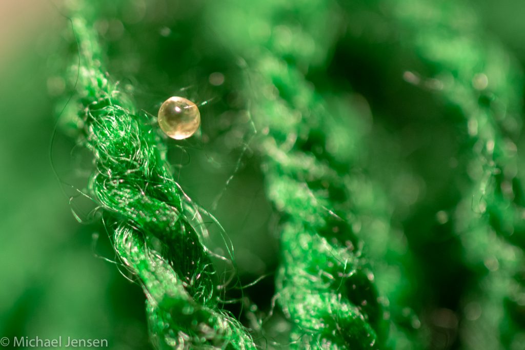 Egg from The Red Neon Blue Eye, Pseudomugil luminatus