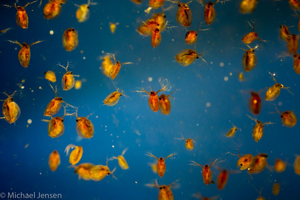 A bunch of daphnia - they are red and orange. There are more than the on the previus photo. Use them as fish food.