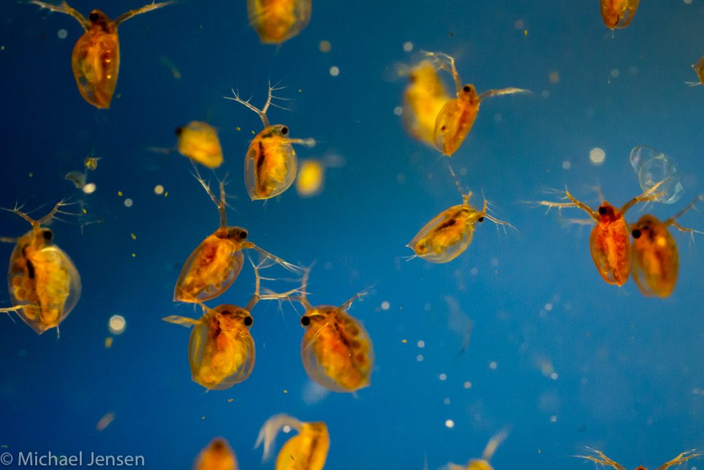 A bunch of daphnia - they are red and orange. Use them as fish food.