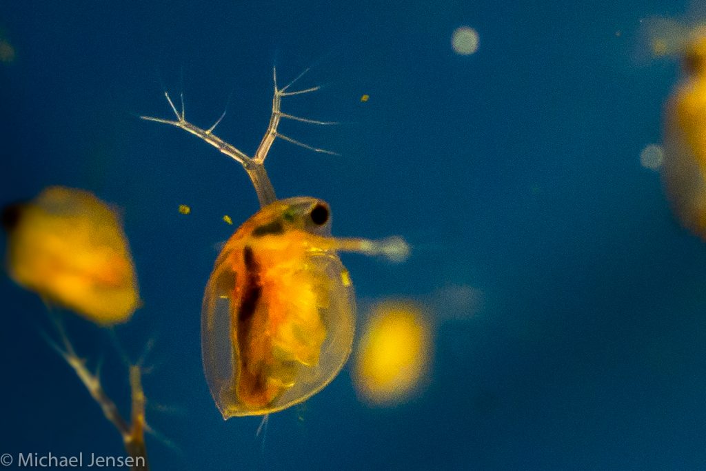 Close-up of a single daphnia. Your aquarium fish will love them.