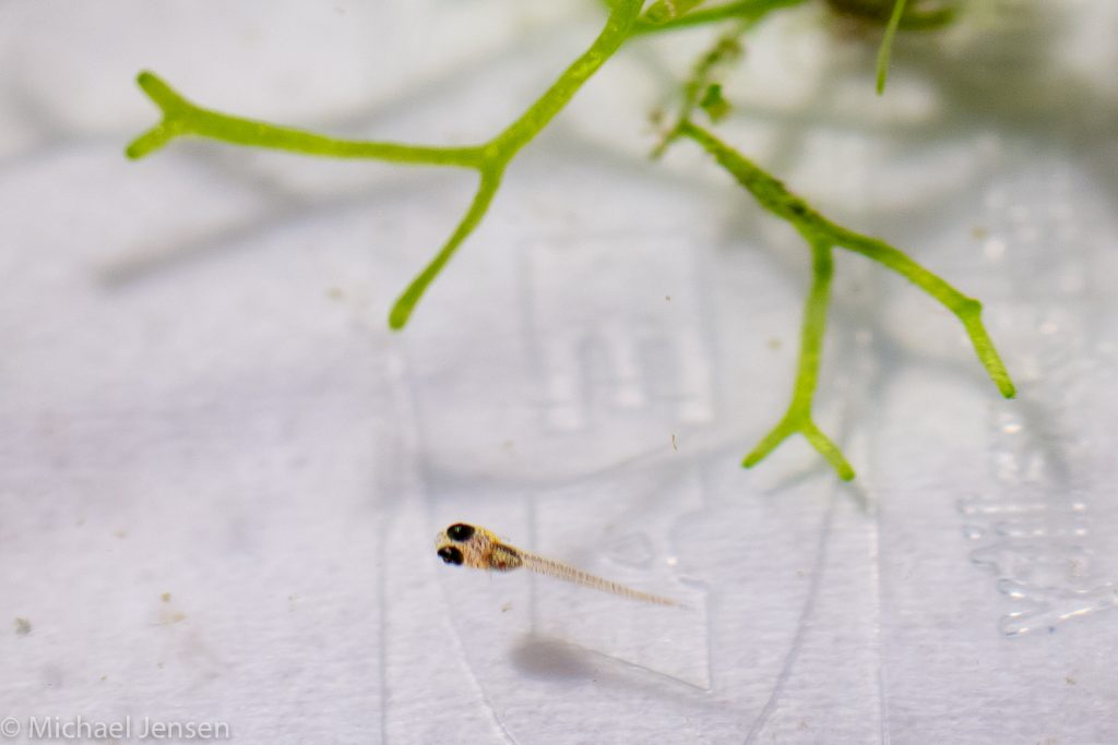 fry from The Red Neon Blue Eye, Pseudomugil luminatus