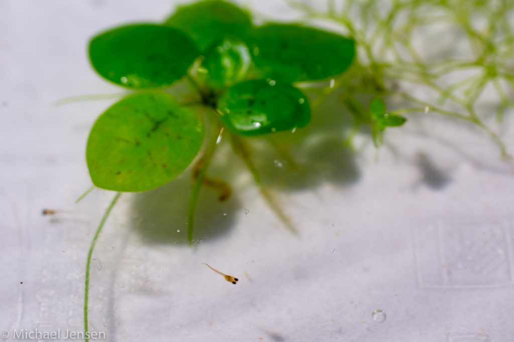 Fry from The Red Neon Blue Eye, Pseudomugil luminatus and frogbite