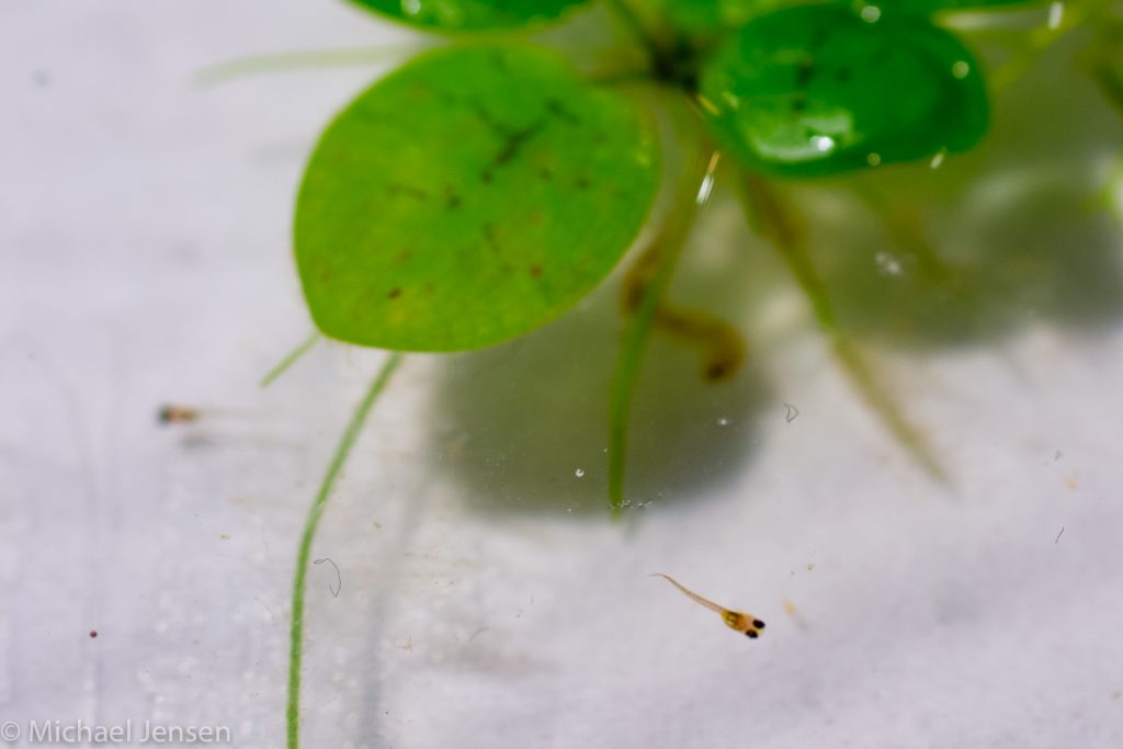 Fish fry from RED NEON BLUE EYE RAINBOWFISH (PSEUDOMUGIL LUMINATUS)