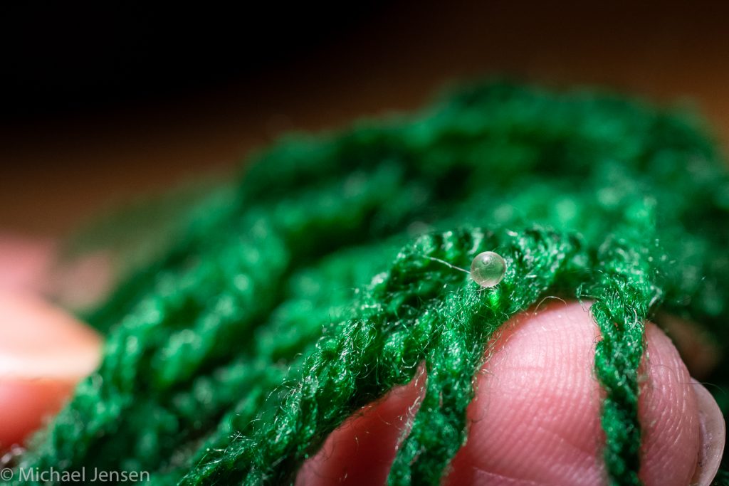 Fish egg from RED NEON BLUE EYE RAINBOWFISH (PSEUDOMUGIL LUMINATUS)