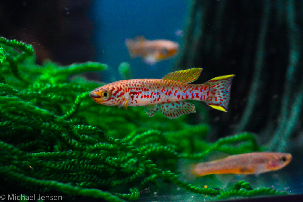 Gardneri in spawning mop
Fundulopanchax gardneri - your best entry into killi breeding