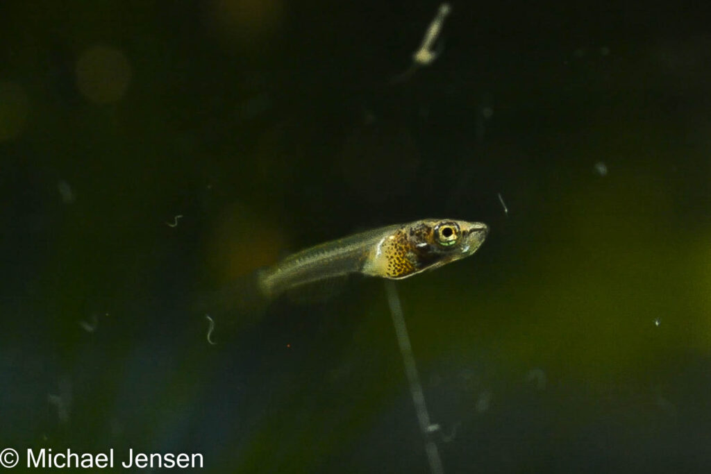 Fry eating microworms