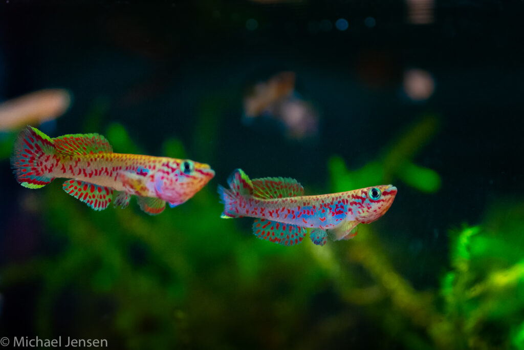 Fundulopanchax gardneri - two males showing off