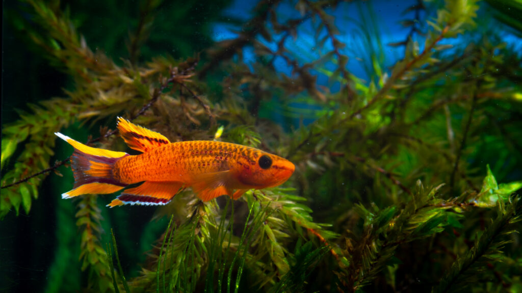 Aphyosemion australe hjerreseni - golden lyretail killifish