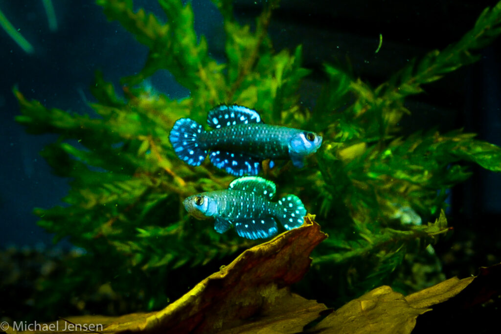 Austrolebias nigripinnis - Argentine Pearl Killifish