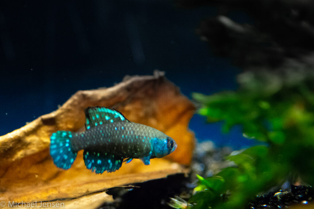 Austrolebias nigripinnis - Argentine Pearl Killifish