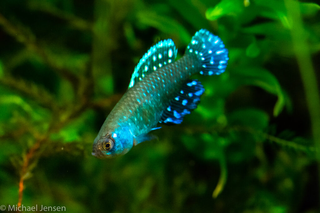 Austrolebias nigripinnis - Argentine Pearl Killifish