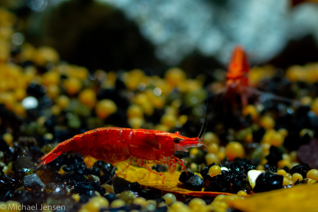 Cherry Shrimp