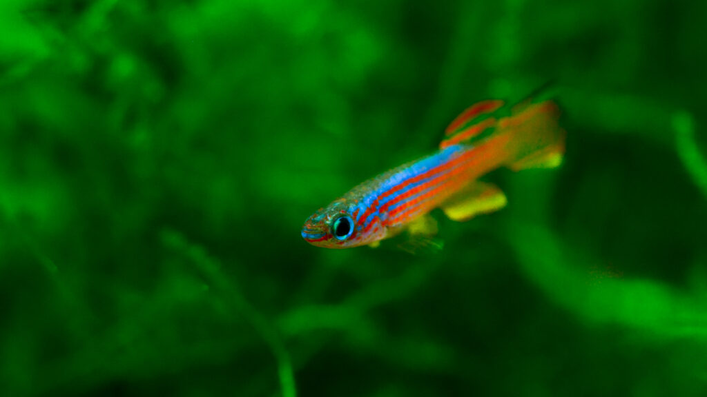 Aphyosemion Striatum, male
5 die hard myths on killifish