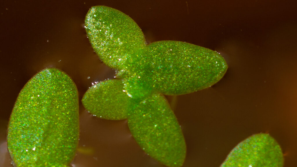 Easiest way to remove duckweed
Duckweed closeup